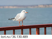 Sergeevka resort in Odessa region, Ukraine (2020 год). Редакционное фото, фотограф Sergii Zarev / Фотобанк Лори