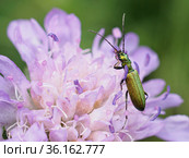 Усач мускусный (Aromia moschata) на цветке Короставника полевого (Knáutia arvénsis) Стоковое фото, фотограф Сайганов Александр / Фотобанк Лори