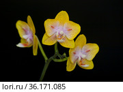 Orchid flowers Phalaenopsis Yaphon Green Batman. Стоковое фото, фотограф WalDeMarus / Фотобанк Лори