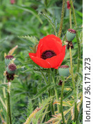 Мак масличный — Papaver somniferum L. Стоковое фото, фотограф Михаил Старшов / Фотобанк Лори
