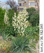 Юкка нитчатая (Yucca filamentosa) Стоковое фото, фотограф Мария Кылосова / Фотобанк Лори
