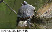 Pond sliders AKA Red Eared Terrapin Turtles - Trachemys scripta elegans. Стоковое видео, видеограф Сергей Старуш / Фотобанк Лори