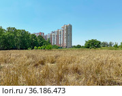 Ячменное поле, на заднем плане дома ЖК "Новый город", Краснодар (2021 год). Редакционное фото, фотограф Мария Кылосова / Фотобанк Лори