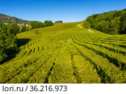 Северный Кавказ. Чайная плантация в Мацесте. Вид с воздуха. North Caucasus. Tea plantation in Matsesta. Aerial view. Стоковое фото, фотограф Евгений Романов / Фотобанк Лори