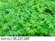 Aegopodium podagraria, ground elder leaves background. Стоковое фото, фотограф Короленко Елена / Фотобанк Лори