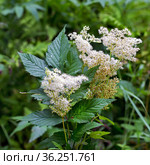 Лабазник вязолистный (лат. Filipendula ulmaria L. Maxim.) — лекарственное многолетнее травянистое растение семейства Розовые (Rosaceae). Растение в природной среде произрастания. Западная Сибирь, Россия. Стоковое фото, фотограф Евгений Мухортов / Фотобанк Лори