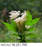 Лабазник вязолистный (лат. Filipendula ulmaria L. Maxim.) — лекарственное многолетнее травянистое растение семейства Розовые (Rosaceae). Растение в природной среде произрастания. Западная Сибирь, Россия. Стоковое фото, фотограф Евгений Мухортов / Фотобанк Лори