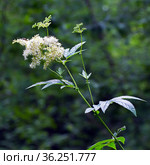 Лабазник вязолистный (лат. Filipendula ulmaria L. Maxim.) — лекарственное многолетнее травянистое растение семейства Розовые (Rosaceae). Растение в природной среде произрастания. Западная Сибирь, Россия. Стоковое фото, фотограф Евгений Мухортов / Фотобанк Лори