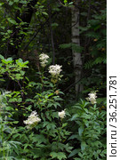 Лабазник вязолистный (лат. Filipendula ulmaria L. Maxim.) — лекарственное многолетнее травянистое растение семейства Розовые (Rosaceae). Растение в природной среде произрастания. Западная Сибирь, Россия. Стоковое фото, фотограф Евгений Мухортов / Фотобанк Лори