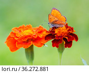 Бабочка червонец огненный (самец) (лат. Lycaena virgaureae) на цветах бархатцах (Tagetes). Стоковое фото, фотограф Галина Савина / Фотобанк Лори