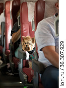 Yorkshire Terrier rides a train sitting on a seat. Стоковое фото, фотограф Володина Ольга / Фотобанк Лори