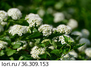 Opulifolius Diabolo blooms with white flowers in spring. Стоковое фото, фотограф Володина Ольга / Фотобанк Лори