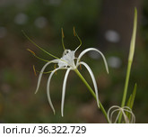 White flowers of Hymenocallis, spider lily, natural macro floral background. Стоковое фото, фотограф Tamara Kulikova / Фотобанк Лори