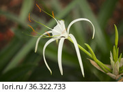 White flowers of Hymenocallis, spider lily, natural macro floral background. Стоковое фото, фотограф Tamara Kulikova / Фотобанк Лори