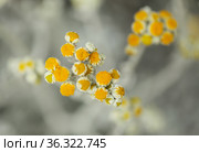 natural macro floral background with silver leaves of Jacobaea maritima, commonly known as silver ragwort. Стоковое фото, фотограф Tamara Kulikova / Фотобанк Лори