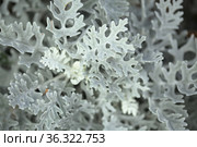 natural macro floral background with silver leaves of Jacobaea maritima, commonly known as silver ragwort. Стоковое фото, фотограф Tamara Kulikova / Фотобанк Лори