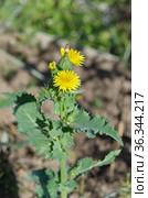 Осот огородный (лат. Sonchus oleraceus) цветет в саду. Стоковое фото, фотограф Елена Коромыслова / Фотобанк Лори