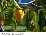 Japanese persimmon (Diospyros kaki) or kaki. Japan. Стоковое фото, фотограф Сергей Пристяжнюк (Serg Zastavkin) / Фотобанк Лори