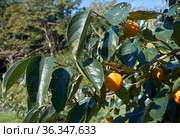 Japanese persimmon (Diospyros kaki) or kaki. Japan. Стоковое фото, фотограф Сергей Пристяжнюк (Serg Zastavkin) / Фотобанк Лори
