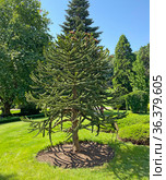 Араукария чилийская (Araucaria araucana) (2021 год). Стоковое фото, фотограф Мария Кылосова / Фотобанк Лори