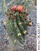 Blooming Ferocactus wislizenii (latin - Ferocactus wislizenii) Стоковое фото, фотограф Irina Opachevsky / Фотобанк Лори