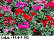 Blooming cyclamen growing in pots. Стоковое фото, фотограф Яков Филимонов / Фотобанк Лори