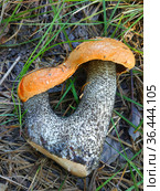 Unusual beautiful boletus mushrooms with fused caps and fused legs. Стоковое фото, фотограф Александр Клёнов / Фотобанк Лори