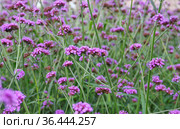 Вербена буэнос-айресская (Verbena bonariensis) Стоковое фото, фотограф Илюхина Наталья / Фотобанк Лори