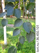 Береза полезная (гималайская) (Betula utilis D.Don ). Ветка с листьями на фоне ствола. Стоковое фото, фотограф Ирина Борсученко / Фотобанк Лори
