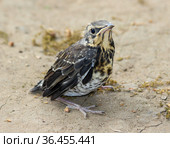 Слеток дрозда рябинника, покинувший гнездо, сидит на земле. A fledgling of the fieldfare (Turdus pilaris) sitting on the ground. Стоковое фото, фотограф Ekaterina M / Фотобанк Лори