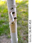 Отслаивающаяся кора у берёзы бумажной (Betula papyrifera Marshall) Стоковое фото, фотограф Ирина Борсученко / Фотобанк Лори