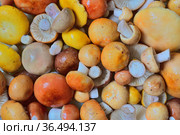 Грибной сезон. Фон из разных свежесобранных сыроежек. Стоковое фото, фотограф Владимир Литвинов / Фотобанк Лори