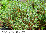 Зверобой олимпийский (Hypericum olympicum L.) Общий вид. Стоковое фото, фотограф Ирина Борсученко / Фотобанк Лори