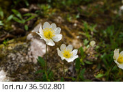 Белый арктический цветок - Дриада (Dryas punctata) Стоковое фото, фотограф Яковлев Сергей / Фотобанк Лори