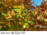 Разноцветные листья дуба красного или остролистного (лат. Quercus rubra) на ветках осенним солнечным днем. Стоковое фото, фотограф Елена Коромыслова / Фотобанк Лори