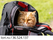 Ginger cat travels sitting in a backpack. Стоковое фото, фотограф Евгений Харитонов / Фотобанк Лори