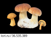 Слева направо: масленок желто-бурый (Suillus variegatus), два белых гриба (Boletus) и козляк (Suillus bovinus). Изолировано на черном. Стоковое фото, фотограф Владимир Литвинов / Фотобанк Лори