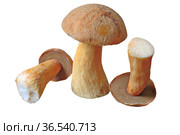 Масленок желто-бурый (Suillus variegatus). Изолировано на белом. Стоковое фото, фотограф Владимир Литвинов / Фотобанк Лори