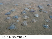 Выброшенные волнами на берег крупные медузы корнероты (Rhizostoma pulmo). Крым, Керченский полуостров, Азовское море, Татарская бухта (2017 год). Стоковое фото, фотограф Щеголева Ольга / Фотобанк Лори