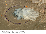 Медуза Корнерот на песке (Rhizostoma pulmo). Крым, Азовское море (2017 год). Стоковое фото, фотограф Щеголева Ольга / Фотобанк Лори