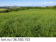 Горный Алтай. Поле солянки холмовой (Salsola collina). Вид с воздуха. Altai mountains. Field of saltwort (Salsola collina). Aerial view. Стоковое фото, фотограф Евгений Романов / Фотобанк Лори