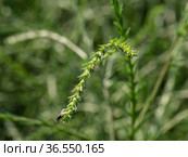 Горный Алтай. Поле солянки холмовой (Salsola collina). Altai mountains. Field of saltwort (Salsola collina). Стоковое фото, фотограф Евгений Романов / Фотобанк Лори