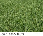 Горный Алтай. Поле солянки холмовой (Salsola collina). Altai mountains. Field of saltwort (Salsola collina). Стоковое фото, фотограф Евгений Романов / Фотобанк Лори