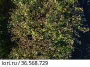 Густые заросли лопуха войлочного. Dense thickets of woolly burdock (Arctium tomentosum). Стоковое фото, фотограф Евгений Романов / Фотобанк Лори