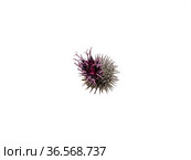 Цветок лопуха войлочного (Arctium tomentosum) на белом фоне. Burdock flower (Arctium tomentosum) on a on a white background. Стоковое фото, фотограф Евгений Романов / Фотобанк Лори