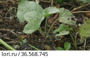 Побеги лопуха войлочного. Woolly burdock shoots (Arctium tomentosum). Стоковое видео, видеограф Евгений Романов / Фотобанк Лори