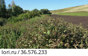Густые заросли лопуха войлочного. Вид с воздуха. Dense thickets of woolly burdock (Arctium tomentosum). Aerial view. Стоковое видео, видеограф Евгений Романов / Фотобанк Лори