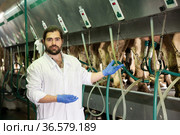 Dairymaid young man working with automatical cow milking machines. Стоковое фото, фотограф Яков Филимонов / Фотобанк Лори