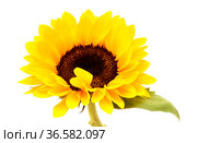 Helianthus annuus, the common sunflower, isolated on white background. Стоковое фото, фотограф Tamara Kulikova / Фотобанк Лори