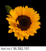 Helianthus annuus, the common sunflower, isolated on black background. Стоковое фото, фотограф Tamara Kulikova / Фотобанк Лори